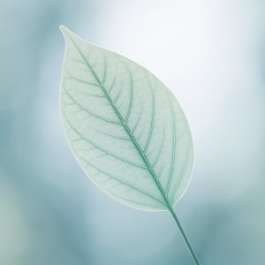 Warum der Buddha schwieg