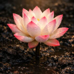 Rosa-weiße Lotusblüte mit Wassertropfen, von warmem Licht beleuchtet über schlammigem Wasser